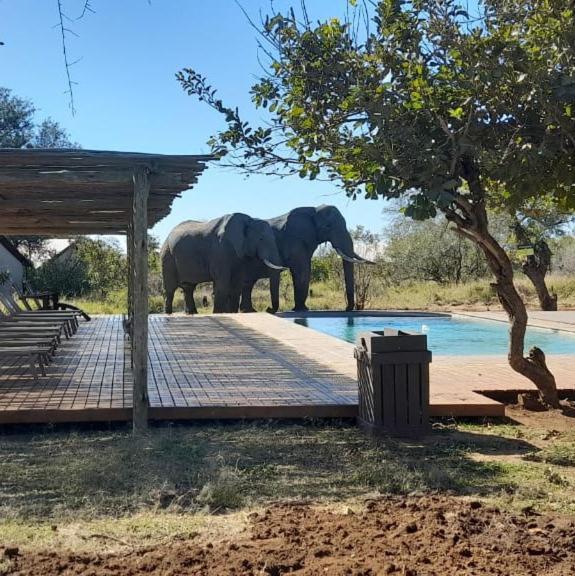 Honeyguide Tented Safari Camp - Khoka Moya Manyeleti Game Reserve Exterior photo