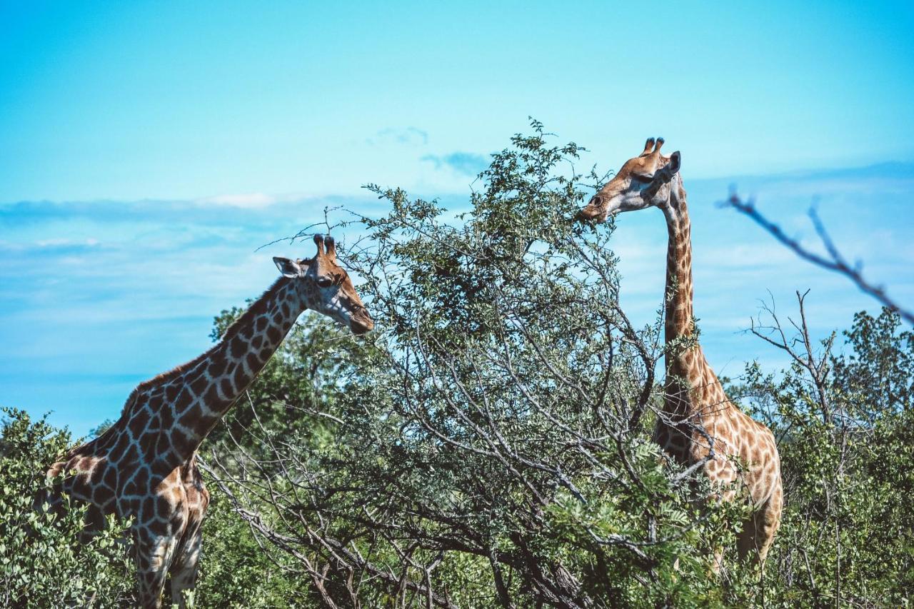 Honeyguide Tented Safari Camp - Khoka Moya Manyeleti Game Reserve Exterior photo